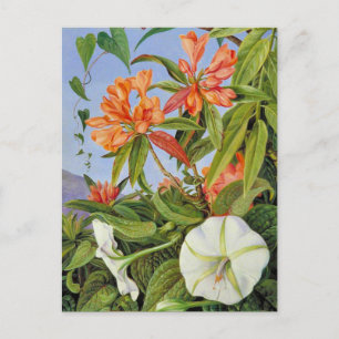A Javan Rhododendrum und Ipomoea Postkarte