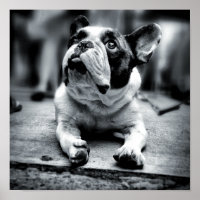 A Lil'French Bulldog Waits