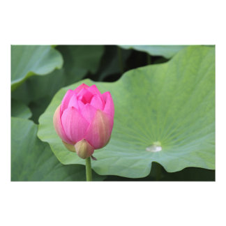 A Lotus Bud and the Morning Dew Fotodruck