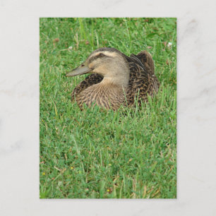 A Mallard Hen Postkarte