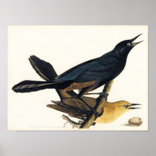 A Pair of Boat-Tailed Grackles Poster