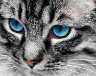 Blaue Mit Augen Katze Leinwandkunst Zazzleat
