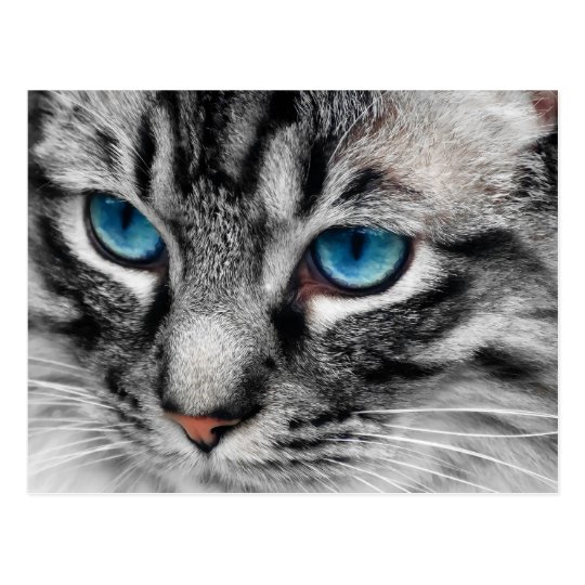 A Pal Silberne Tabby Katze Mit Blaue Augen Nahem Postkarte