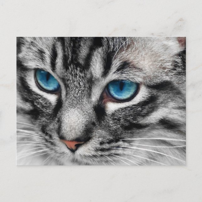A-PAL - Silbertablette Katze mit blauen Augen Nah  Postkarte (Vorderseite)