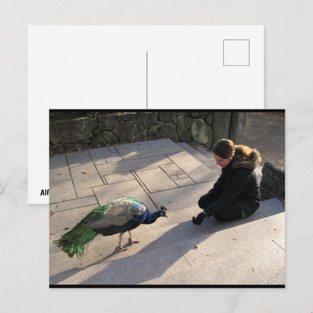 A Peacock's Trust Postkarte (Vorne/Hinten)