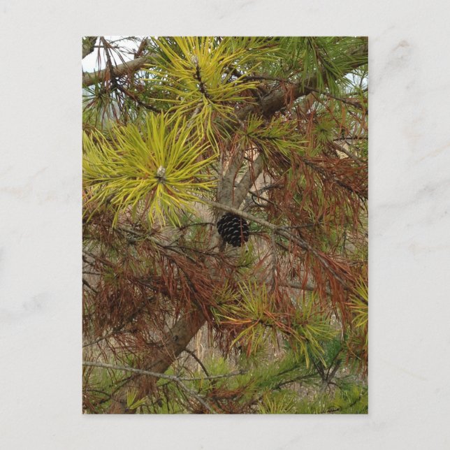 A Pinecone Postkarte (Vorderseite)