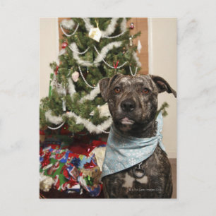 A pit bull posing for a Christmas. Feiertagspostkarte