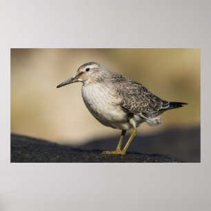 A Portrait Of A Knot Poster