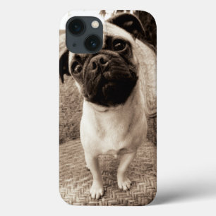 A Pug with its Head Titled to the Side iPhone 13 Hülle