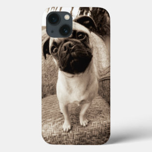A Pug with its Head Titled to the Side iPhone 13 Hülle