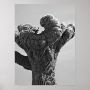 A Rare Saguaro Cactus Poster