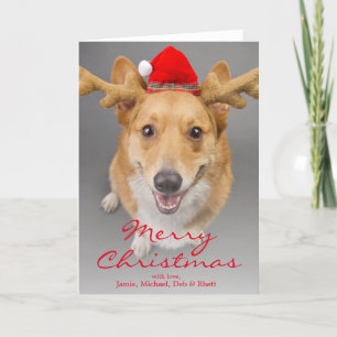 A Red and white Pembroke Welsh Corgi dog Feiertagskarte
