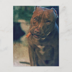 A Red Nose Pit Bull Chewing a Cigar Postkarte