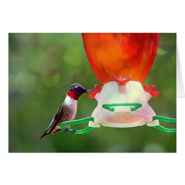 A Ruby Throated Hummingbird (Vorderseite (Horizontal))