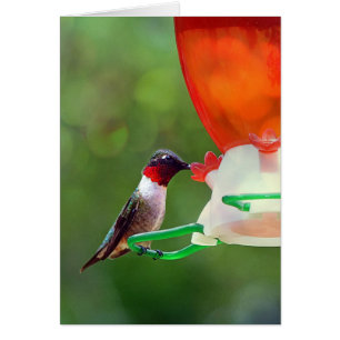 A Ruby Throated Hummingbird