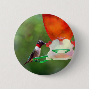 A Ruby Throated Hummingbird Button