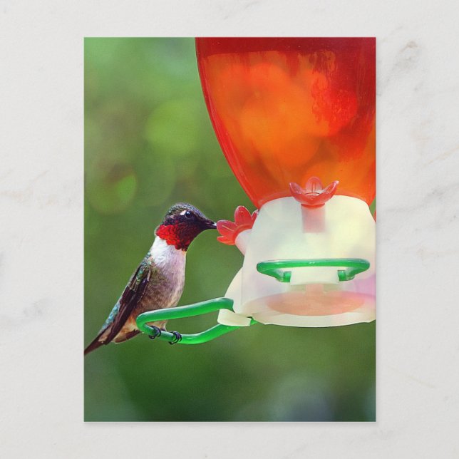 A Ruby Throated Hummingbird Postkarte (Vorderseite)