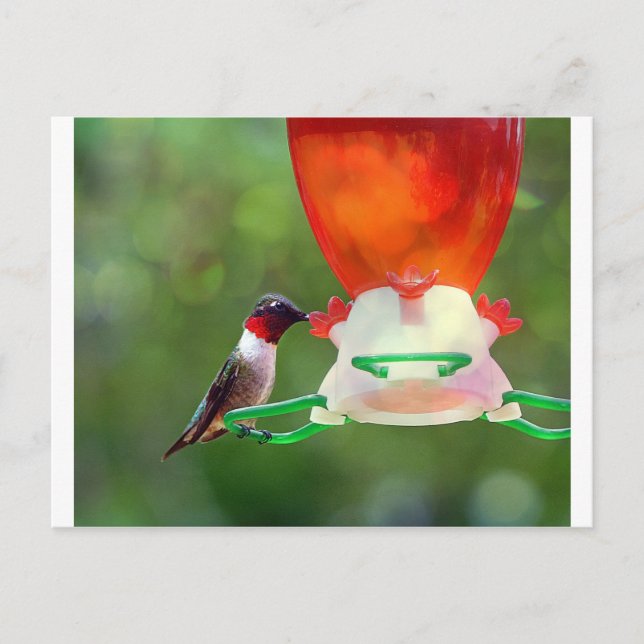 A Ruby Throated Hummingbird Postkarte (Vorderseite)