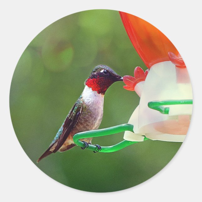 A Ruby Throated Hummingbird Runder Aufkleber (Vorderseite)