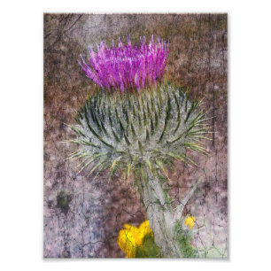A Scottish Thistle Fotodruck