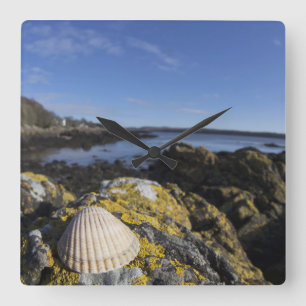 A Seashell Sits On A Rock Dumfries, Scotland Quadratische Wanduhr
