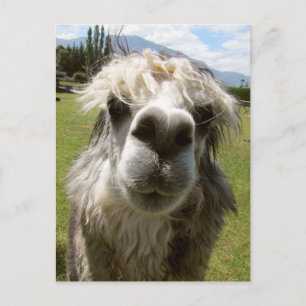A Shaggy Alpaca Postkarte