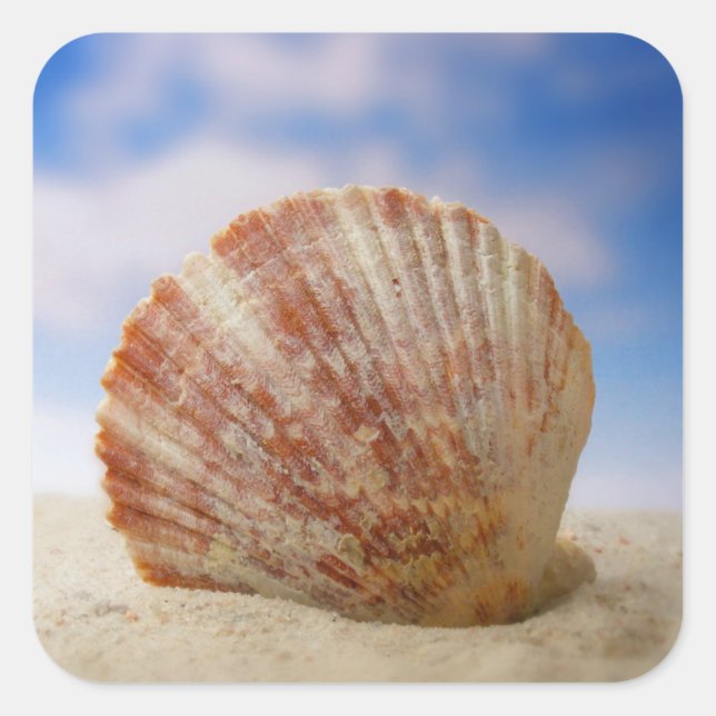 A Shell Propped In The Sand Quadratischer Aufkleber (Vorderseite)