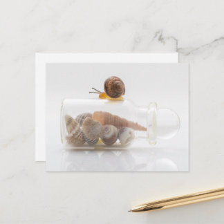 A snail and seashells postkarte