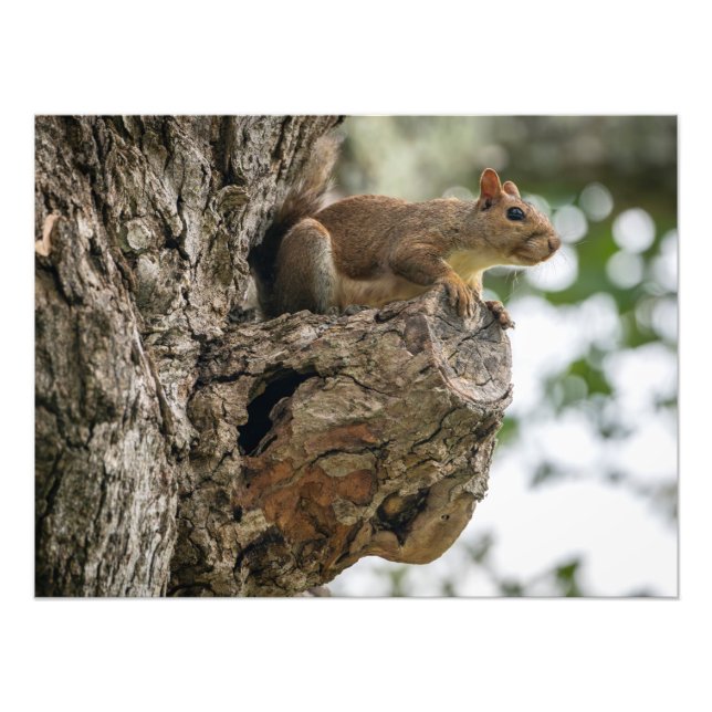 A squirrel perched on the knob of a tree. fotodruck (Vorne)
