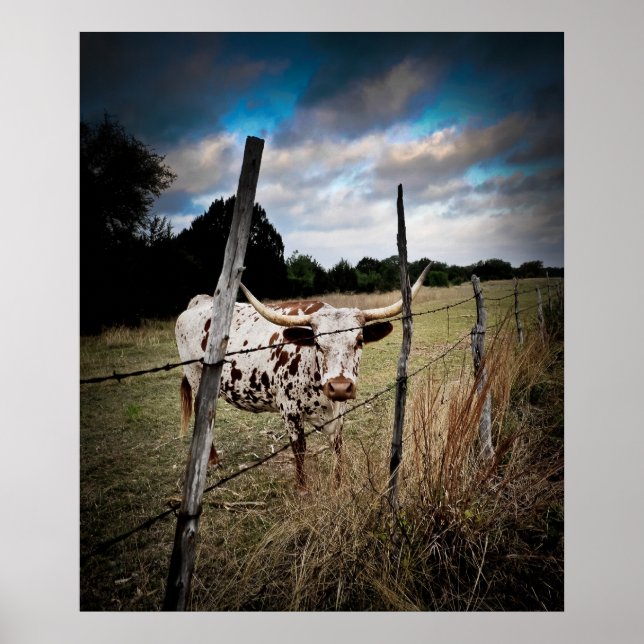 A True Texas Longhorn Poster (Vorne)