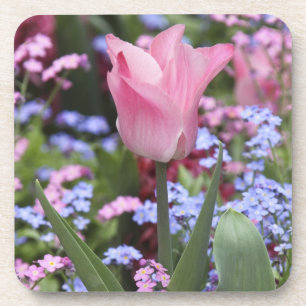 A tulip at Luxembourg Gardens, Paris Getränkeuntersetzer