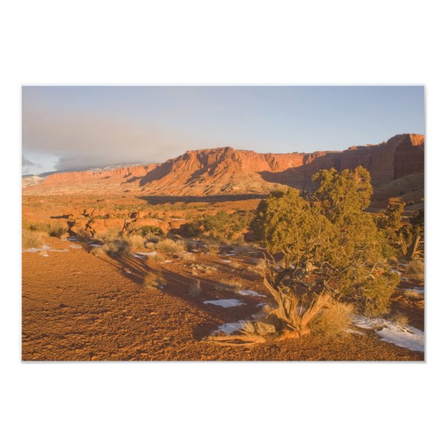 A Utah Juniper Juniperus osteosperma) Baum in 2 Fotodruck (Vorne)