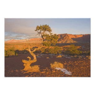 A Utah Juniper Juniperus osteosperma) Fotodruck