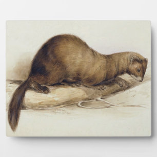 A Weasel, 1832 (w/c, Pen, Tinte, Gouache und Kaugu Fotoplatte