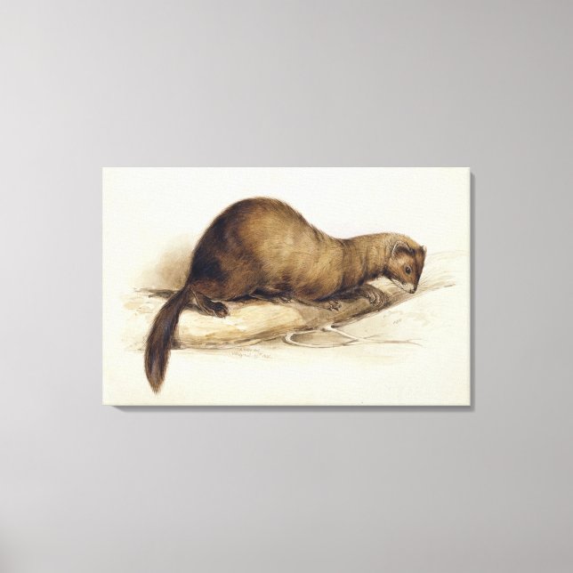 A Weasel, 1832 (w/c, Pen, Tinte, Gouache und Kaugu Leinwanddruck (Vorderseite)
