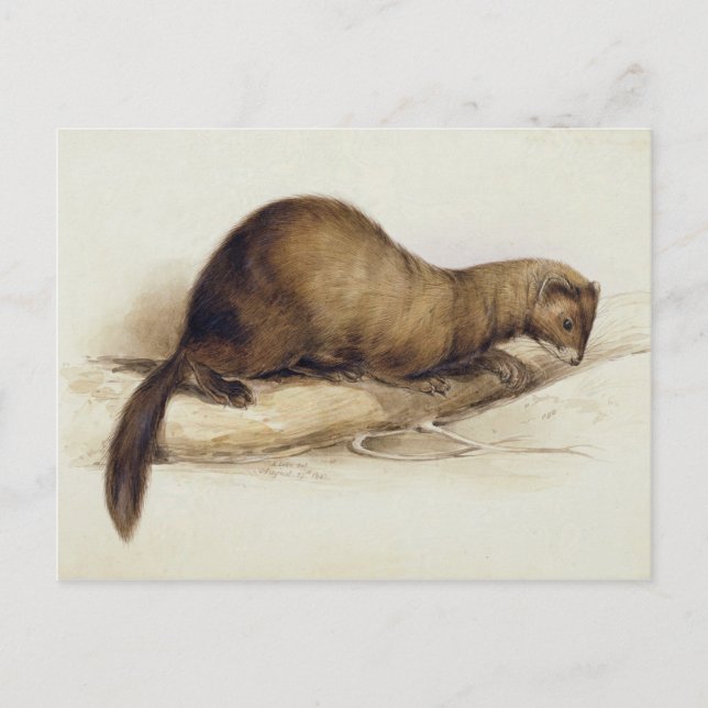 A Weasel, 1832 (w/c, Pen, Tinte, Gouache und Kaugu Postkarte (Vorderseite)