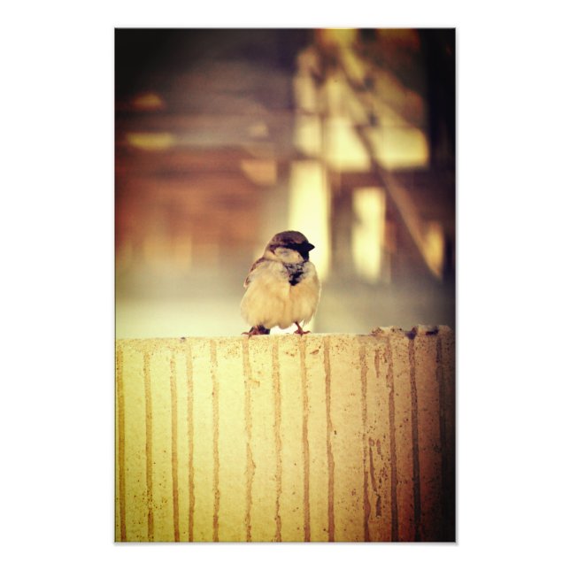 A Wee Sparrow Fotodruck (Vorne)