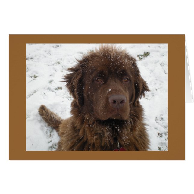 A Winter Posey (Vorderseite (Horizontal))