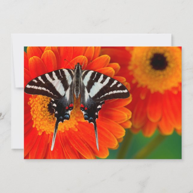 A Zebra Frack Butterfly Dankeskarte (Vorderseite)