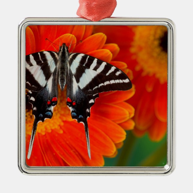 A Zebra Frack Butterfly Ornament Aus Metall (Vorne)