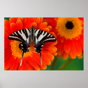 A Zebra Frack Butterfly Poster