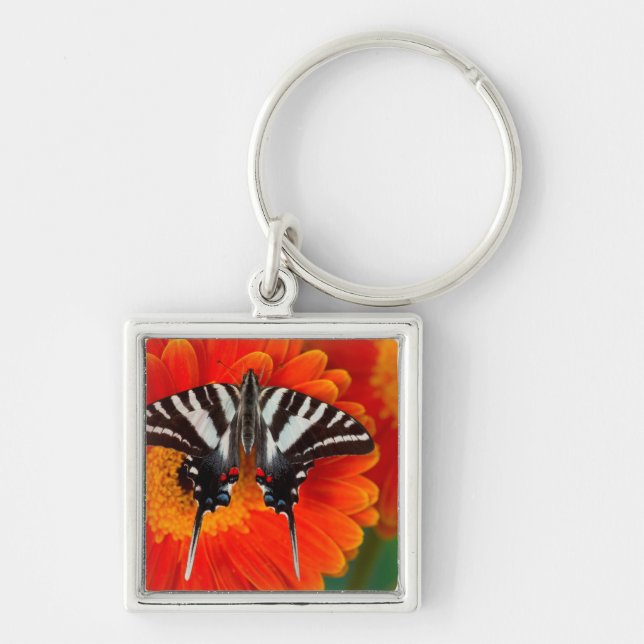 A Zebra Frack Butterfly Schlüsselanhänger (Vorne)