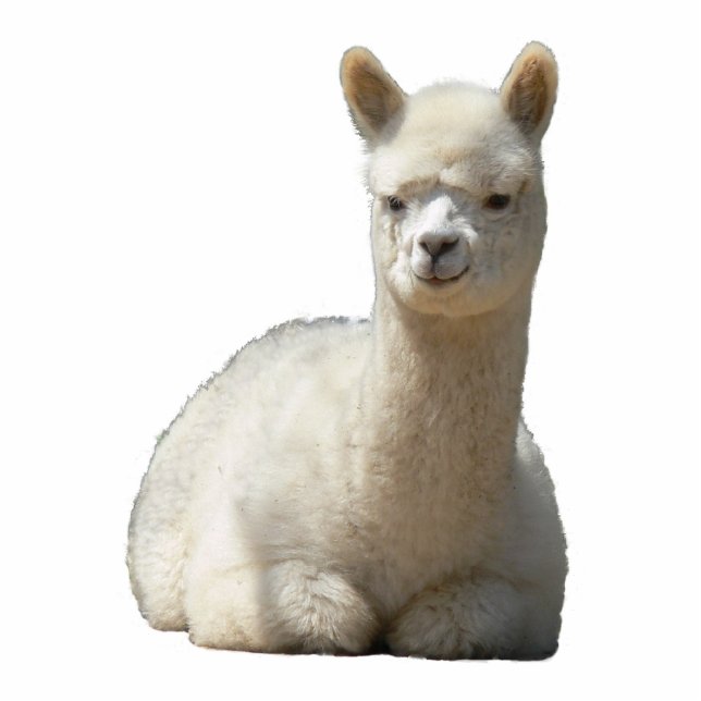 Aah Alpaka-Foto-Skulptur Freistehende Fotoskulptur (Vorne)