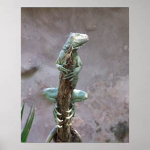 Aalendes Leguan-Plakat Poster