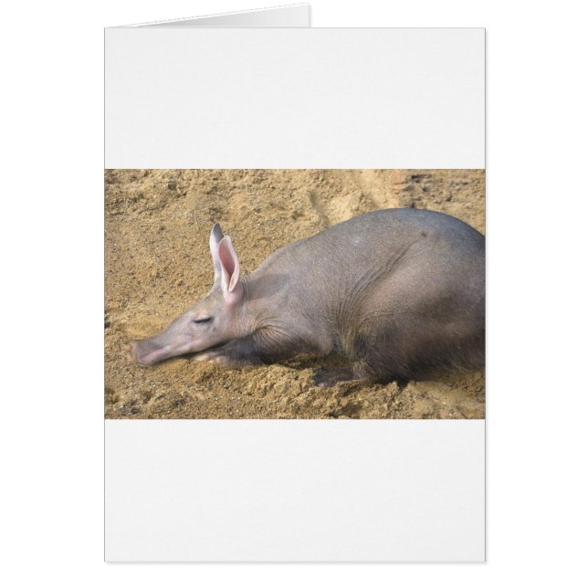 Aardvark (Vorne)