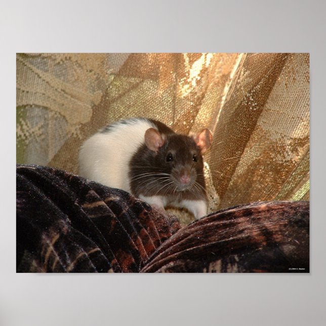 Aardvark Poster (Vorne)