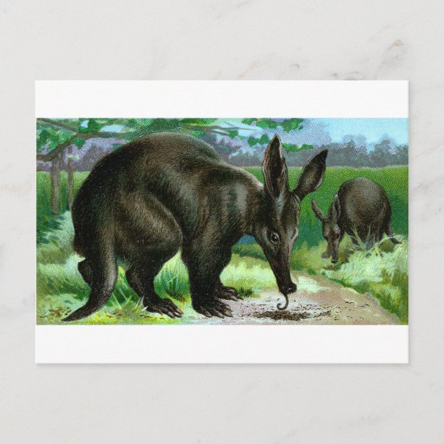 Aardvark Postkarte (Vorderseite)