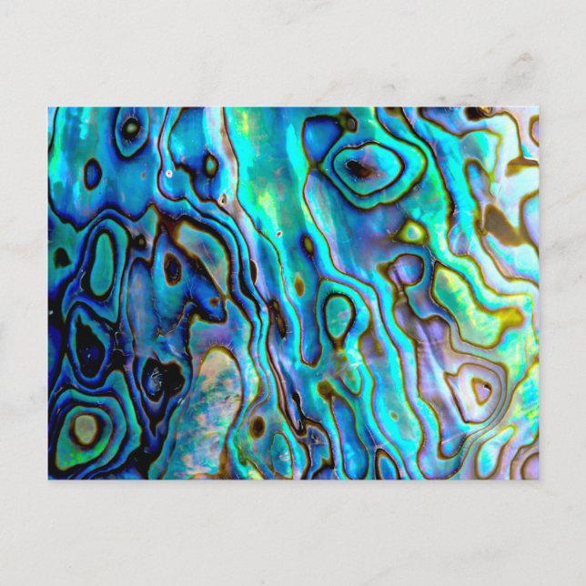 Abalone-Muschel Postkarte (Vorderseite)