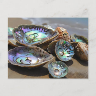 Abalone-Muscheln am Strand Postkarte