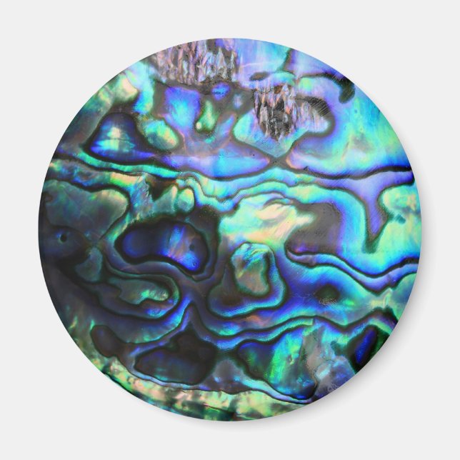 Abalone paua Muschel Magnet (Vorne)